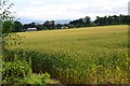 Crops at Ladykirk Home Farm in TD15 1SU