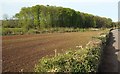 Field west of Long Ashton in BS48 3QS