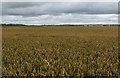 Crops on Scarisbrick Moss in PR9 8AA