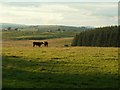 Cattle in field near High Green Hill in CA8 2BW