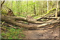 Fallen tree, Bourton Combe in BS48 3PL