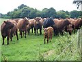 Cows with calves [3] in SN10 3JR