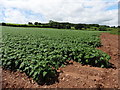 Potatoes on Sock Hill in EX16 4NU