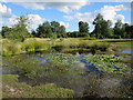 Pond on Cadnam Common in SO43 7JH