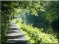 Tree lined towpath of the Union Canal in FK2 0TP