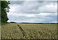 Wheat field adjacent to Bellamour in NE65 8XE