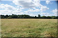 View of a field of long grass in Roding Valley Nature Reserve in IG10 3RH
