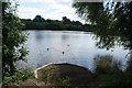 View of Canada geese on the boating lake in Roding Valley Nature Reserve in IG10 3DG