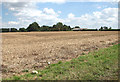 Oilseed rape stubble in PE33 9DU
