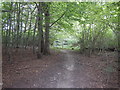 Prince's Coverts - Path through The Heckets in KT22 0UT
