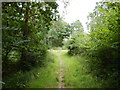 Prince's Coverts - Path Junction in The Heckets in KT22 0UT