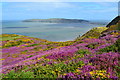 Gorse and heather framing the Great Orme in LL32 8BJ