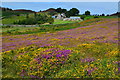 Gorse and heather near Pen-pyra in LL32 8BJ