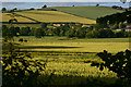 Mid Devon : Countryside Scenery in EX17 4AA