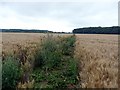 Footpath through a wheatfield in Newark and Sherwood District