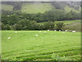 Sheep in Cywarch valley in Mawddwy Community