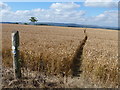 Footpath leaves the bridleway in SN10 5LN