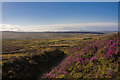 Heather in bloom on Esclusham Mountain in LL11 3DR
