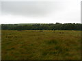 Woods at Corney in Waberthwaite