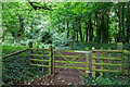 Footpath through The Dingle wood in GL55 6PN