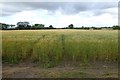 Barley fields near Bolton Hill Farm in YO41 5QX