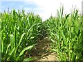 Footpath through field of maize near Talbothays in DT2 8PD