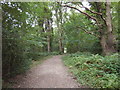 Woodland Footpath on Claygate Common in KT10 0LQ