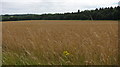 A field of ripe cereal crop in GL53 9PR