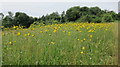 Wild flower meadow in GL53 9PR