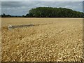 Wheat field at Smithmoor in WR8 0QA