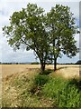 Trees and a brook in farmland in WR8 0QA