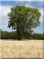 Trees in a wheat field in WR8 0QA
