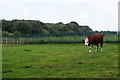 Cow at Acorn Venture Urban Farm, Kirkby in L33 7TW