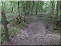Footpath going north in woodland at Stonepits Rough in RH14 9TB