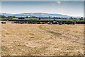 Cattle in a field off Stoneford Lane in WR11 7JS
