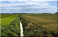 A drainage ditch and ripening crops in Halsall