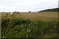 Wheat near Tunstall in SR3 2EF