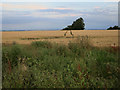 Wheat field by Clopton Way in SG8 0DP