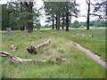 Footpath in Richmond Park in KT2 7RZ