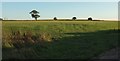 Field and trees, Coney Mead in EX5 2BL