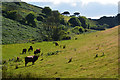 South Hams : Grassy Field & Cattle in TQ5 0HE