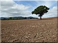 Tree in a ploughed field in WR13 6PA