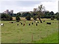 Cattle grazing on Nun Ings in YO10 4PQ