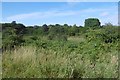 Wetland and scrub, Great North Park in TS19 0HA