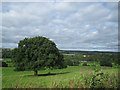 Lone tree near the railway in LS29 8BD
