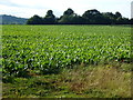Sugar beet on The Devon in NG32 1PS