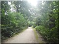 Woodland Footpath on Epsom Common in KT18 7TR