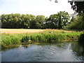 The River Coln in GL7 3FH