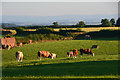 Mid Devon : Grassy Field & Cattle in EX16 8ND