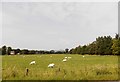 Field of sheep at Carse Grange in PH2 7SZ